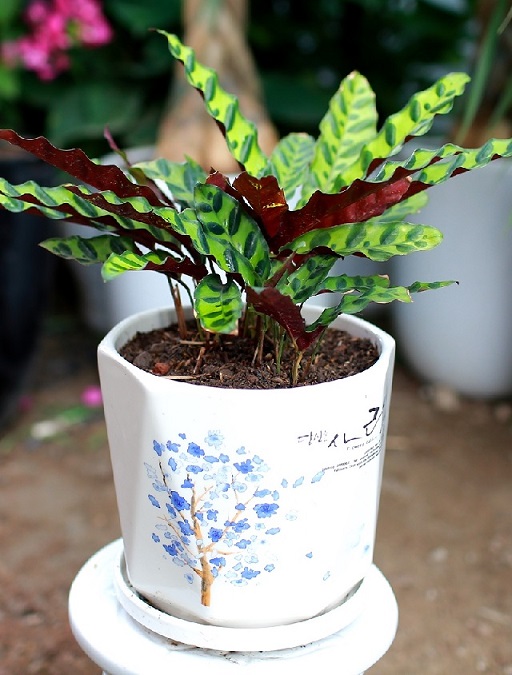 Cây Đuôi Phụng Cây Đuôi Phụng