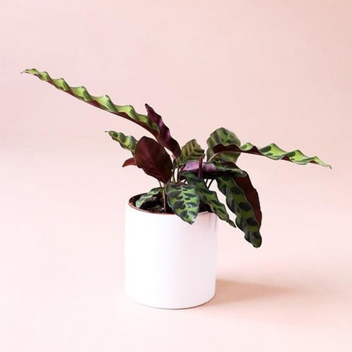 Cây Đuôi Phụng Trồng Chậu Để Bàn Cây Đuôi Phụng Trồng Chậu Để Bàn