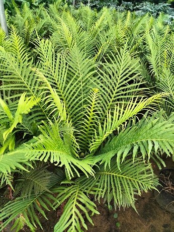 cây dương xỉ hạnh phúc cây dương xỉ hạnh phúc