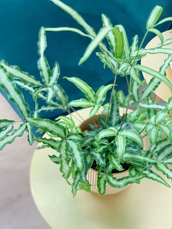 Cây Dương Xỉ Ánh Tuyết Để Bàn Cây Dương Xỉ Ánh Tuyết Để Bàn