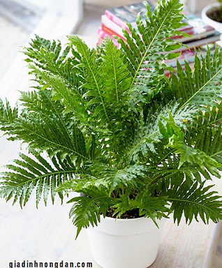 Cây Dương Xỉ Hạnh Phúc Cây Dương Xỉ Hạnh Phúc