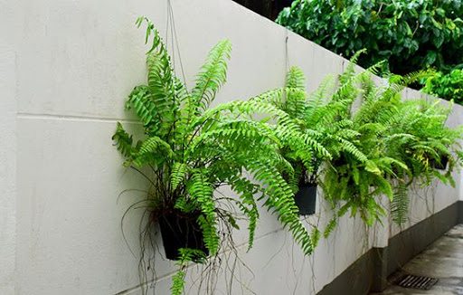 cây dương xỉ hạnh phúc sân vườn cây dương xỉ hạnh phúc sân vườn
