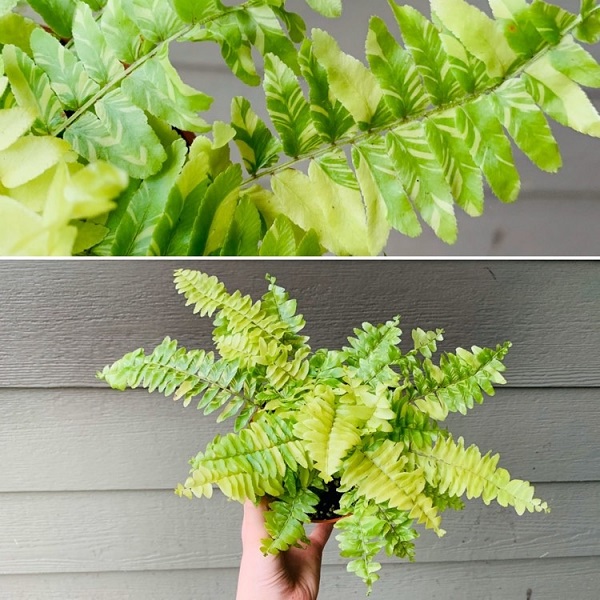 Cây Dương Xỉ Vàng Chậu Treo Cây Dương Xỉ Vàng Chậu Treo