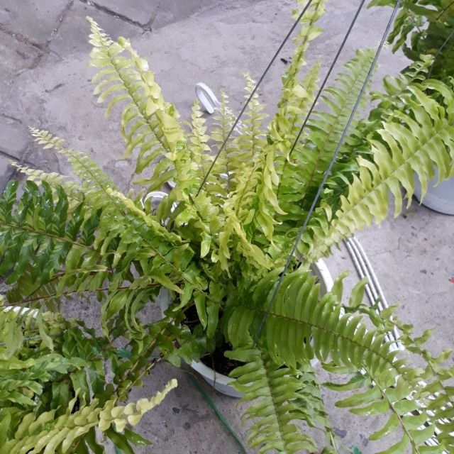 Cây Dương Xỉ Vàng Chậu Treo Cây Dương Xỉ Vàng Chậu Treo