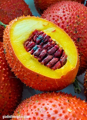 Cây Gấc Giống Cây Gấc Giống