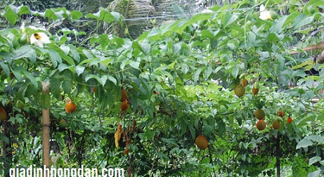 Cây Gấc Giống Cây Gấc Giống