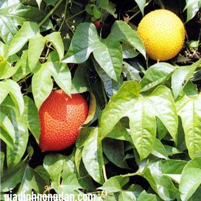 Cây Gấc Giống Cây Gấc Giống