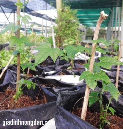 Cây Gấc Giống Cây Gấc Giống