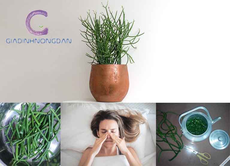 cây giao-xương cá cây giao-xương cá
