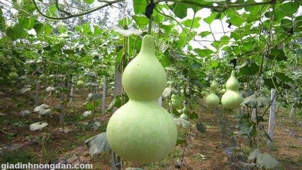 Cây Giống Bầu Hồ Lô