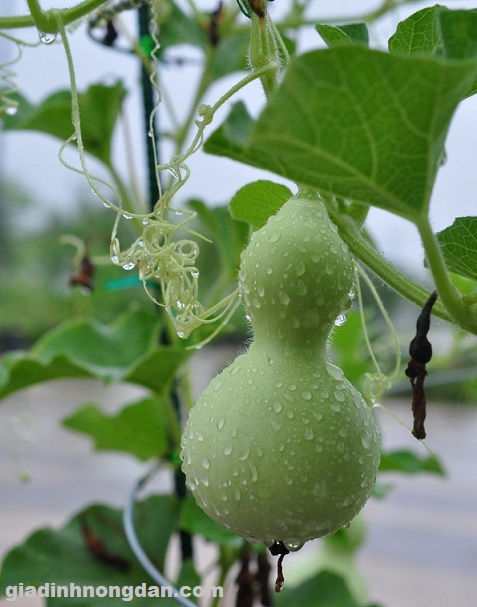 Cây Giống Bầu Hồ Lô