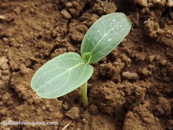 Cây Giống Bầu Hồ Lô