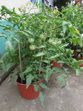 Cây Giống Cà Chua Cây Giống Cà Chua