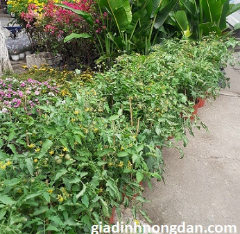 Cây Giống Cà Chua Cây Giống Cà Chua
