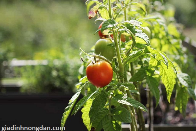Cây Giống Cà Chua Cây Giống Cà Chua