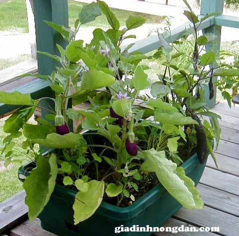 Cây Giống Cà Tím Cây Giống Cà Tím
