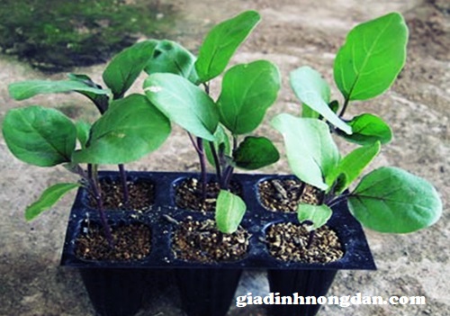 Cây Giống Cà Tím Cây Giống Cà Tím
