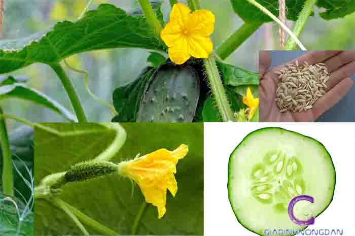Cây Giống Dưa Leo Cây Giống Dưa Leo