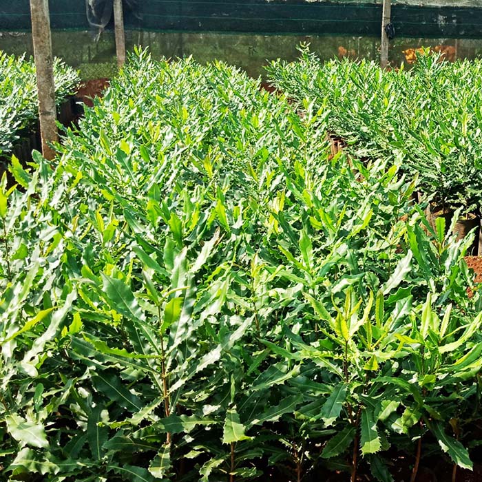 Công dụng tuyệt vời của cây mắc ca