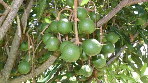 Công dụng tuyệt vời của cây mắc ca