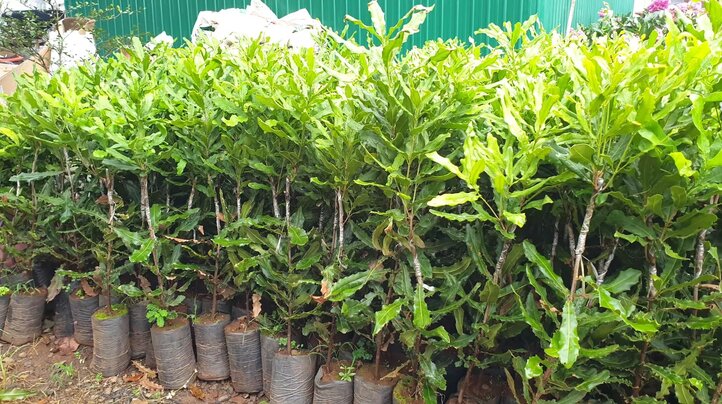 Công dụng tuyệt vời của cây mắc ca