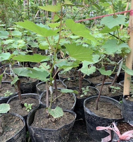 nho ngón tay đen (cây giống) nho ngón tay đen (cây giống)