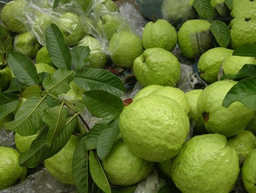 Cây Ổi Giống Cây Ổi Giống