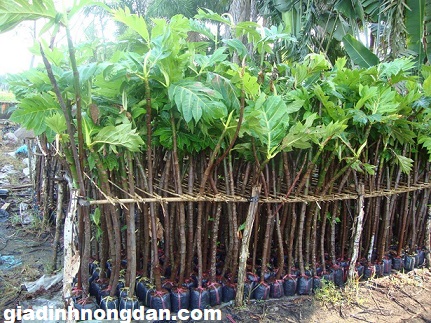 Cây Giống Sa Kê Cây Giống Sa Kê