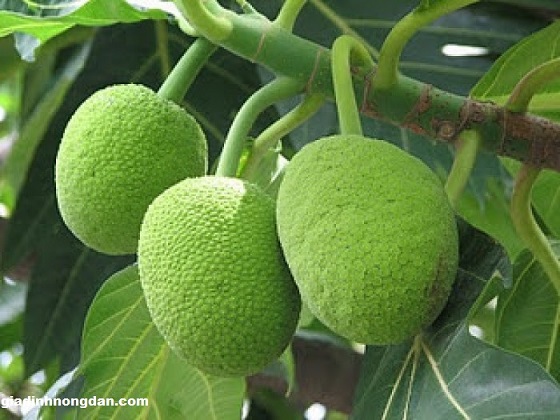 Cây Giống Sa Kê Cây Giống Sa Kê