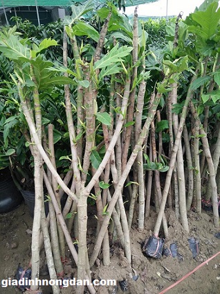 Cây Giống Sa Kê Cây Giống Sa Kê