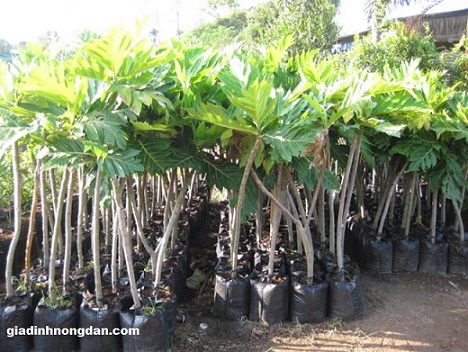 Cây Giống Sa Kê Cây Giống Sa Kê