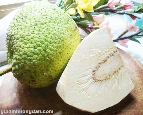 Cây Giống Sa Kê Cây Giống Sa Kê