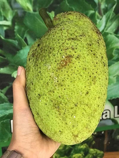 Cây Giống Sa Kê Cây Giống Sa Kê