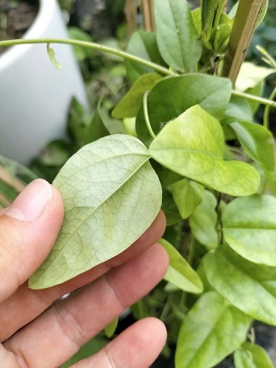 Cây Giống Sương Sâm Lá Trơn Cây Giống Sương Sâm Lá Trơn