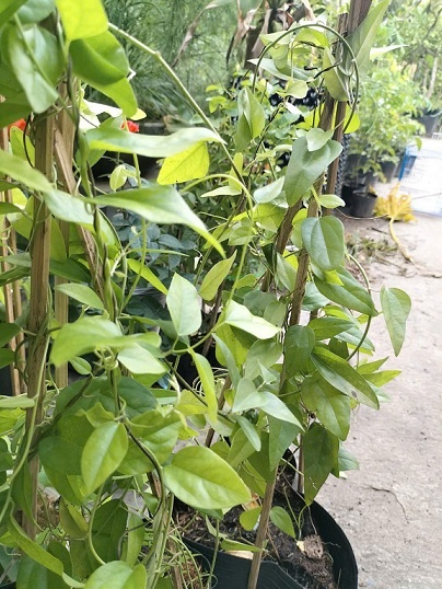Cây Giống Sương Sâm Lá Trơn Cây Giống Sương Sâm Lá Trơn