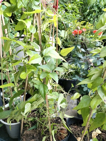Cây Giống Sương Sâm Lá Trơn Cây Giống Sương Sâm Lá Trơn