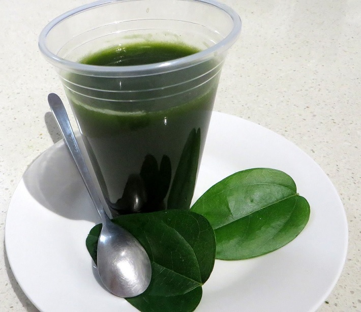 Cây Giống Sương Sâm Lá Trơn Cây Giống Sương Sâm Lá Trơn