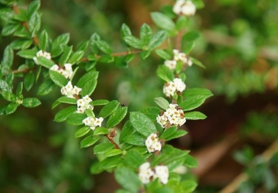 Cây Hàm Hương Giúp Khử Mùi Cây Hàm Hương Giúp Khử Mùi