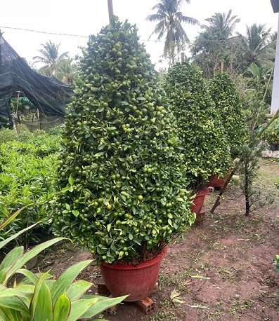 Cây Tắc (hạnh) Hình Tháp Cây Tắc (hạnh) Hình Tháp