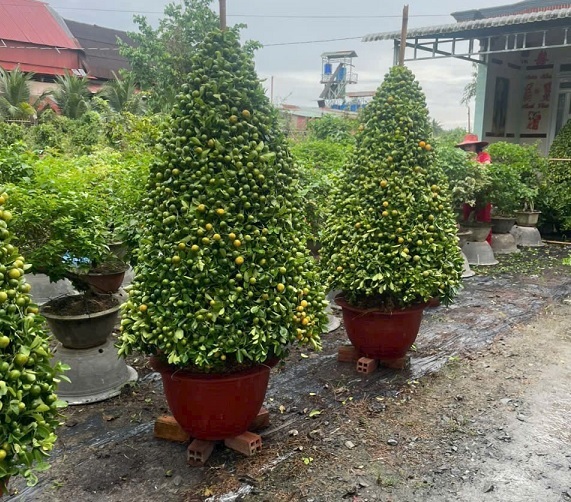Cây Tắc (hạnh) Hình Tháp Cây Tắc (hạnh) Hình Tháp