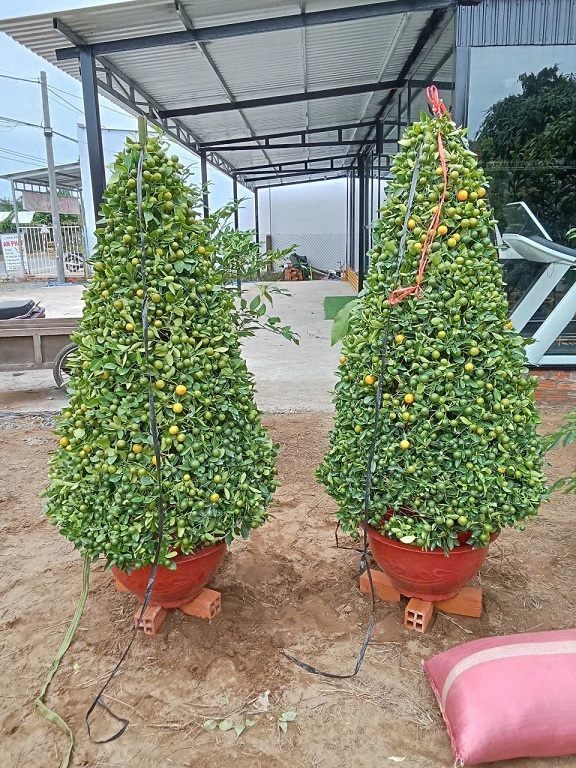 Cây Tắc (hạnh) Hình Tháp Cây Tắc (hạnh) Hình Tháp