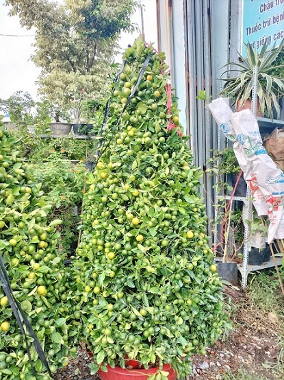 Cây Tắc (hạnh) Hình Tháp Cây Tắc (hạnh) Hình Tháp