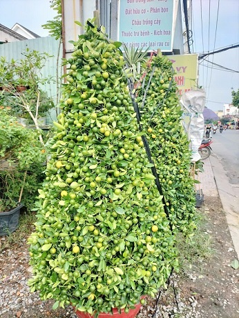 Cây Tắc (hạnh) Hình Tháp Cây Tắc (hạnh) Hình Tháp