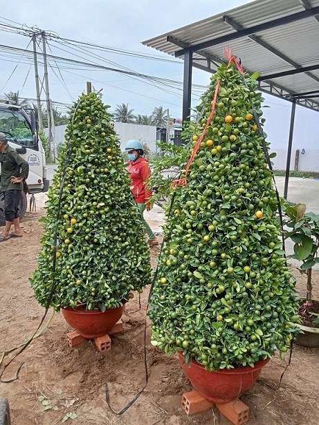 Cây Tắc (hạnh) Hình Tháp Cây Tắc (hạnh) Hình Tháp