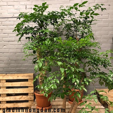 Cây Hạnh Phúc Cây Hạnh Phúc