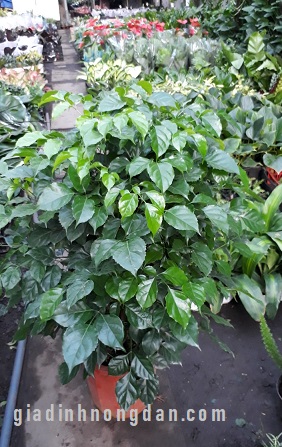 Cây Hạnh Phúc Cây Hạnh Phúc