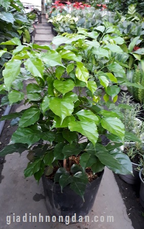 Cây Hạnh Phúc Cây Hạnh Phúc