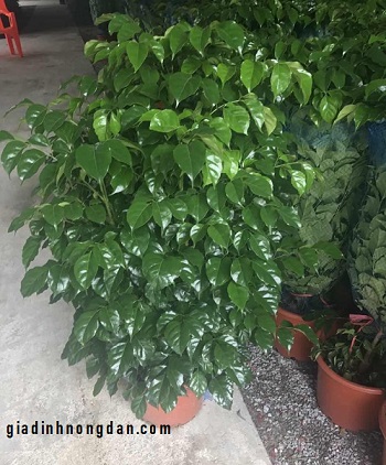 Cây Hạnh Phúc Cây Hạnh Phúc