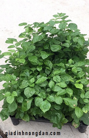 Cây Hạnh Phúc Cây Hạnh Phúc
