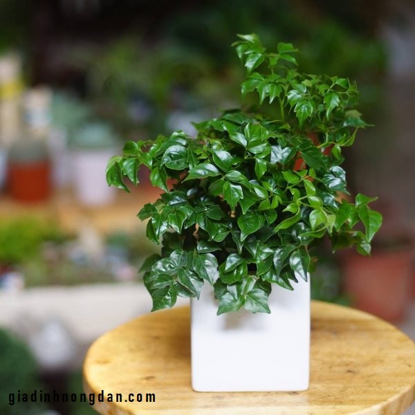 Cây Hạnh Phúc Cây Hạnh Phúc